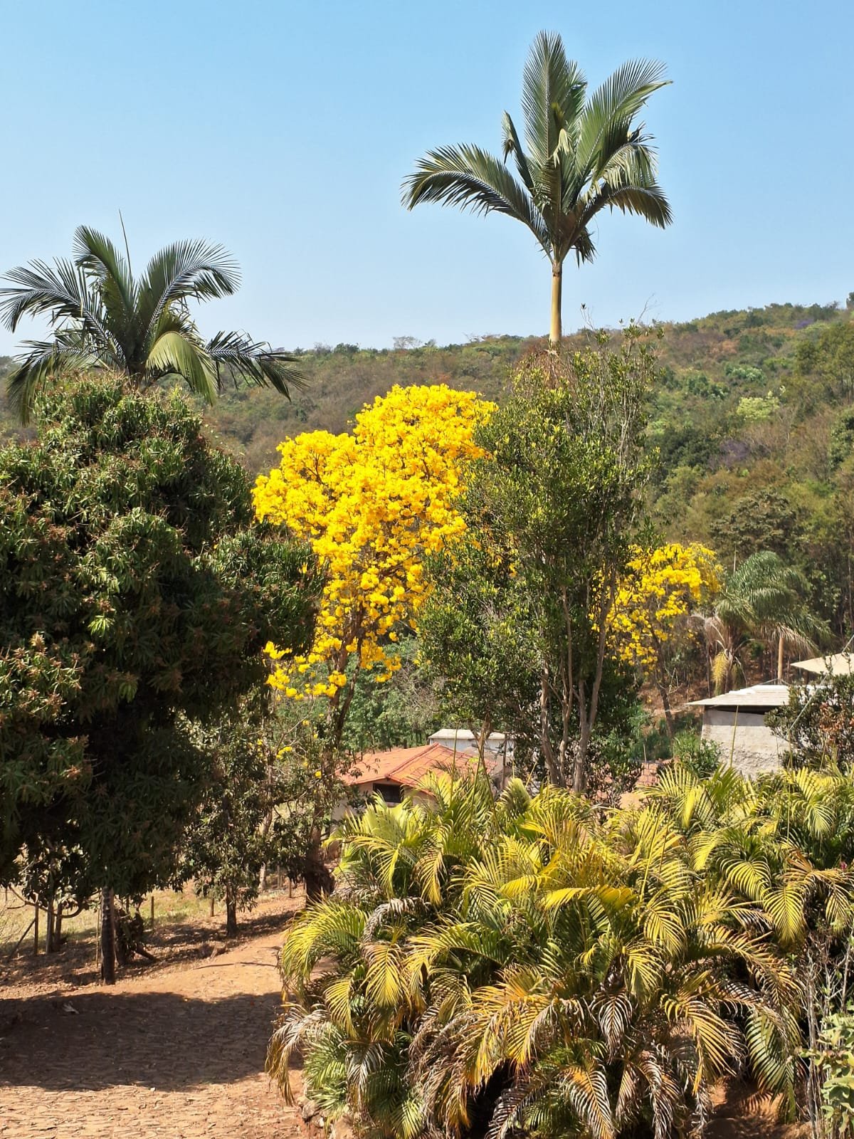 Paisagem da fazenda